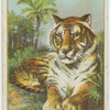 Tiger.