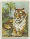 Tiger.