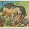Wart-Hog.
