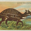 Water Chevrotain.
