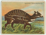 Water Chevrotain.