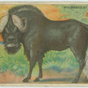 Wildebeest.