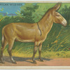 African Wild Ass.