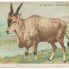 Eland (Antelope).