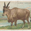 Eland (Antelope).