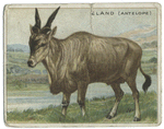 Eland (Antelope).