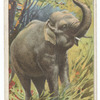 Elephant.