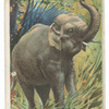 Elephant.