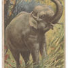 Elephant.