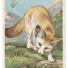 Fennec.