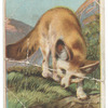 Fennec.