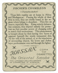Fischer's Chameleon.