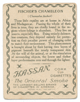 Fischer's Chameleon.