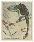 Fischer's Chameleon.