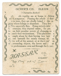 Fischer's Chameleon.