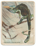 Fischer's chameleon.
