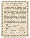 Fischer's chameleon.