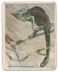 Fischer's chameleon.