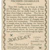 Fischer's chameleon.
