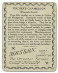 Fischer's chameleon.