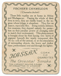 Fischer's chameleon.