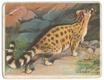 Genet.
