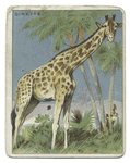 Giraffe.