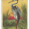 Goliath heron.