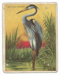 Goliath heron.