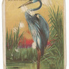 Goliath heron.