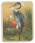 Goliath heron.