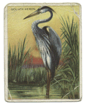 Goliath heron.