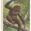 Gorilla.