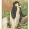 Guereza monkey.