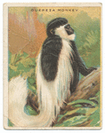 Guereza monkey.