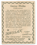 Guereza monkey.
