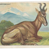 Hartebeest.