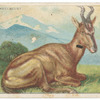 Hartebeest.