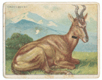 Hartebeest.