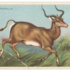 Impala.