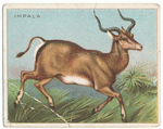 Impala.