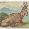 Hartebeest.