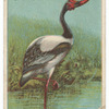 Jabiru.