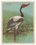 Jabiru.