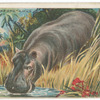 Hippopatamus.