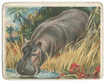 Hippopatamus.