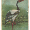 Jabiru.