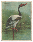 Jabiru.
