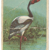 Jabiru.