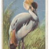 King crane.